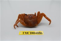 藏品(白紋方蟹)的圖片